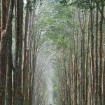 Cảnh báo nguy cơ lây lan bệnh Corynespora