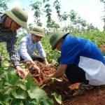 Cao su vẫn là cây trồng chính