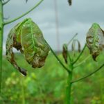 Phòng trị bệnh trên cao su: Bệnh héo đen đầu lá