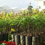 Giống cây trồng phải được bảo hộ