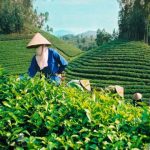Nhiều vướng mắc trong sắp xếp, đổi mới công ty nông lâm nghiệp