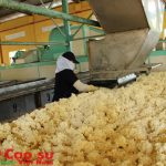 Rà soát Tiêu chuẩn TCVN 3769:2004 - Cao su thiên nhiên SVR
