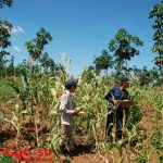 Một số lưu ý về trồng xen tại Tây Nguyên