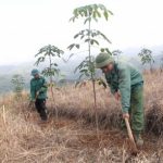 Cao su Lai Châu 2 bén rễ nơi thượng nguồn sông Đà