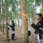 Lai Châu: Vàng trắng khơi dòng
