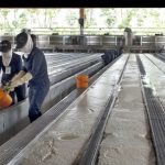 Đến quý 2/2017 không sử dụng axit sunfuaric trong sơ chế cao su