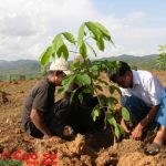 Cao su Kon Tum: Trồng xen toàn bộ diện tích trồng 2013-2015