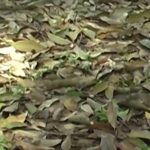 Bệnh rụng lá mùa mưa lan rộng