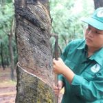Nguyễn Thị Hồng Đào hoàn thành kế hoạch sớm nhất NT Đồng Nơ