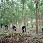 Lai Châu triển khai dự án trồng rừng thay thế