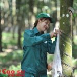 Công tác nông nghiệp: Nhiều chuyển biến tích cực