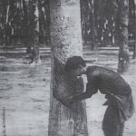 Kỹ thuật cao su thời Pháp
