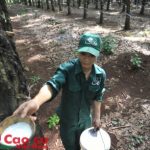 Ban hành tiêu chuẩn cơ sở quy định thu gom, bảo quản, vận chuyển và nghiệm thu mủ cao su
