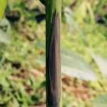 Bệnh mới trên cây cao su tại VN