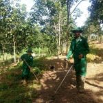 Tình yêu với cây cao su nơi vùng biên