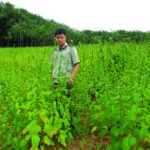 Lời trên 90 triệu nhờ trồng xen mè