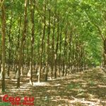 Trường thi Hội thi Bàn tay vàng: Vườn cây đẹp, dễ di chuyển