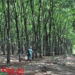Tháng 1/2017 giá cao su tăng nhẹ