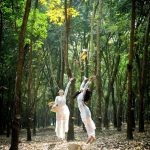Cao su rụng lá đón Xuân về