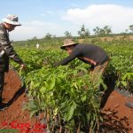 Trung tâm Nghiên cứu và Chuyển giao Kỹ thuật Tây Nguyên: Phấn đấu thực hiện 2 đề tài cấp Tập đoàn