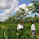 Kinh tế gia đình và trồng xen: Cần thêm sự tiếp sức