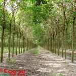 Cười người hôm trước hôm sau người cười