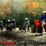 Nghe anh hát trên nông trường