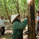 Các đơn vị Tây Nguyên ra quân khai thác sớm