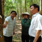 Cao su  Kon Tum ra quân khai thác mủ