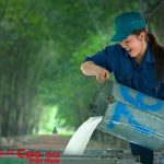 Em ơi, giá mủ đang lên!