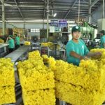 Trên 98% sản phẩm cao su Dầu Tiếng đạt tiêu chuẩn xuất khẩu