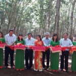 Cao su Chư Sê phấn đấu vượt 3 – 5% kế hoạch sản lượng