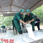 Cao su Dầu Tiếng chú trọng phát triển Đảng trong công nhân