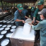 Lao động mùa cạo 2017: đã ổn định