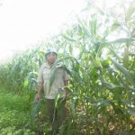 Lãi 60 triệu đồng 2 vụ nhờ trồng xen canh