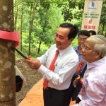 Cao su Nam Giang–Quảng Nam đưa 500 ha cao su vào khai thác