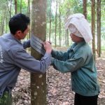 Cao su Điện Biên chú trọng đào tạo tay nghề khai thác