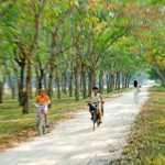 Ngang qua màu xanh thơ ấu