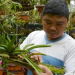 Chuyện chàng trai đưa lan về rừng