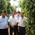 Nông dân Tây Nguyên khổ vì tiêu chết hàng loạt: Đâu là nguyên nhân?