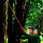 Công nhân cao su thời hội nhập