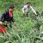 Nâng thu nhập từ trồng xen dứa trong cao su