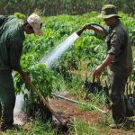 Cao su Đồng Nai: Công tác giống được ưu tiên hàng đầu