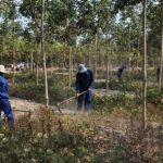 Cao su Chư Sê - Kampong Thom: Nhiều giải pháp chăm sóc vườn cây