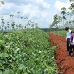 Khảo nghiệm tuyển chọn giống mới