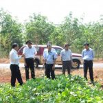 Tái canh trồng mới: Điểm sáng Cao su Phú Riềng
