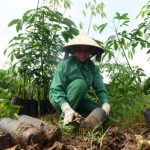 Để vườn cây chất lượng tốt, năng suất cao