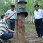 Cách giữ mủ mùa mưa
