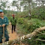 Bão số 10: Nỗi đau cao su miền Trung