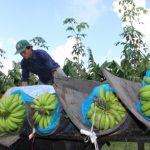 Cao su Dầu Tiếng làm nông nghiệp công nghệ cao